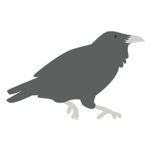 Raven bird animal