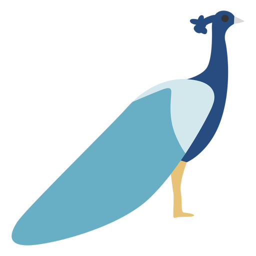 Blue peacock animal