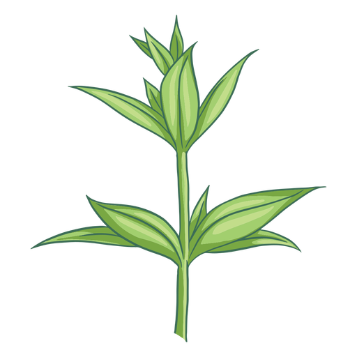 Plant growing illustration PNG Design