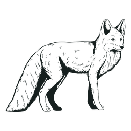 Dibujado a mano lindo animal zorro Transparent PNG