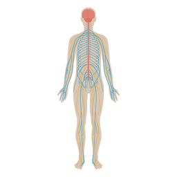 Nervous System Flat Anatomy Diagram PNG & SVG Design For T-Shirts