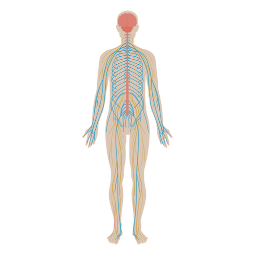 Nervous system flat anatomy diagram 