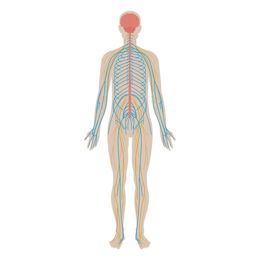 Nervous System Flat Anatomy Diagram PNG & SVG Design For T-Shirts