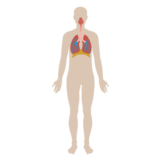 Lungs body part PNG Design