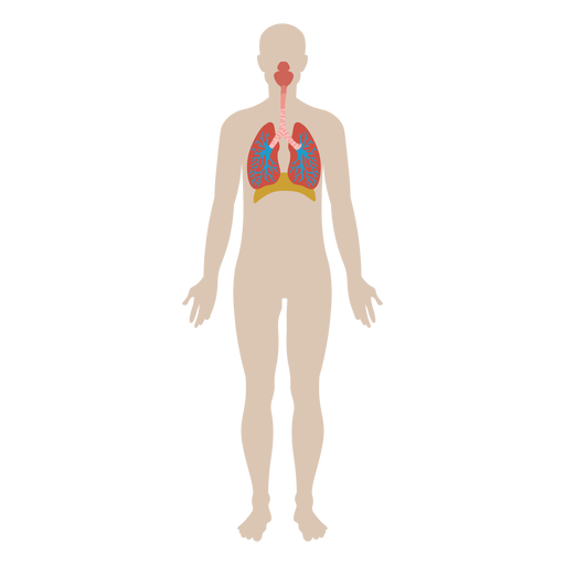 human body parts png