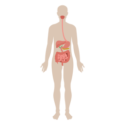 Digestive system anatomy diagram illustration  PNG Design Transparent PNG