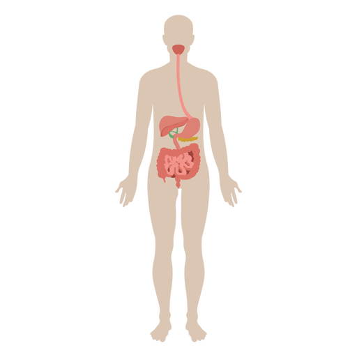 Digestive system anatomy diagram illustration 