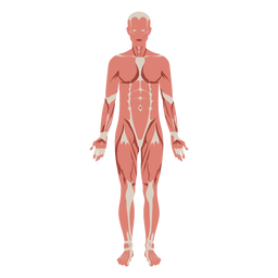 Muscular system anatomy diagram illustration  Transparent PNG