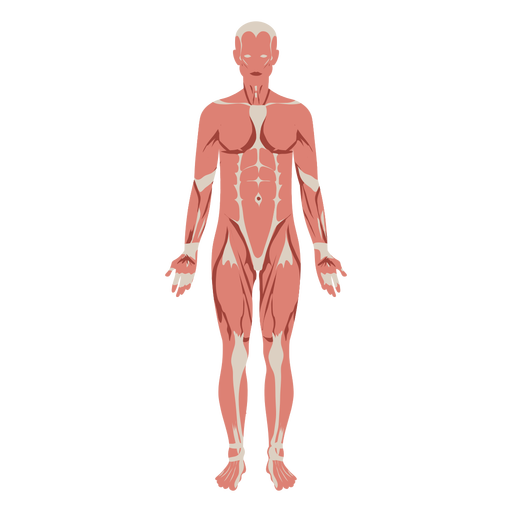 Muscular system anatomy diagram illustration  PNG Design