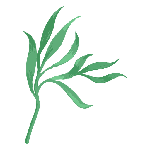 Simple hand drawn long leaves PNG Design