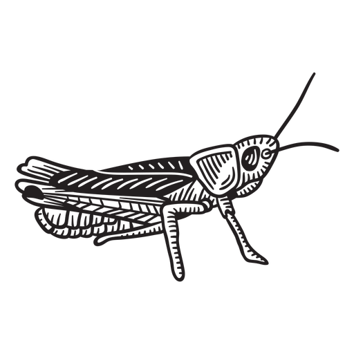 Hand drawn grashopper from side PNG Design