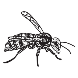 Hand drawn simple wasp  Transparent PNG
