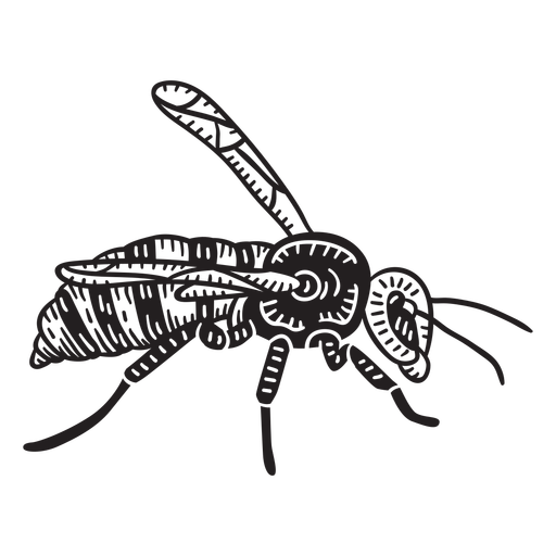Hand drawn simple wasp 