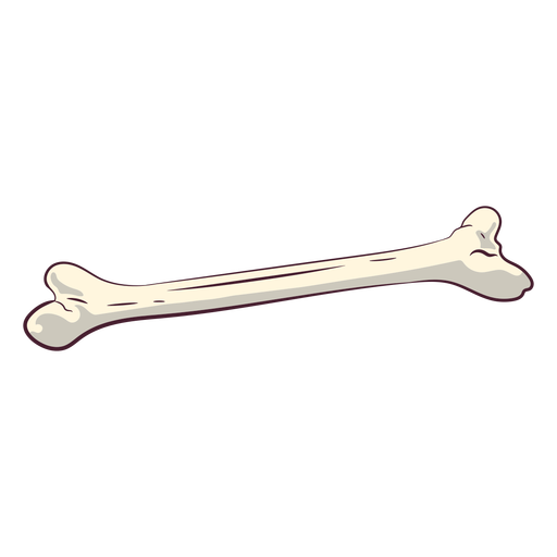 Single bone illustration