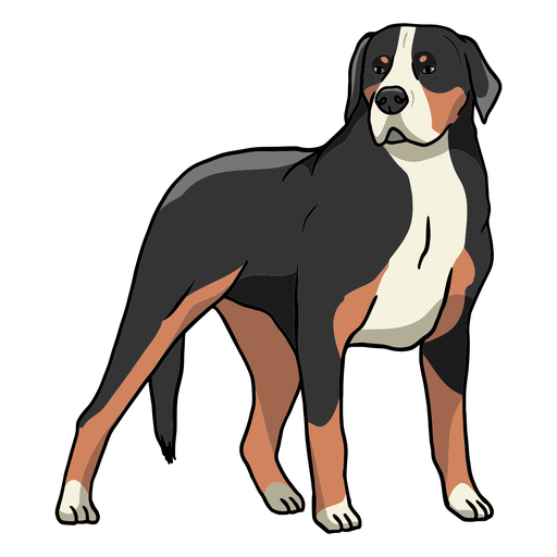 cachorro-da-montanha suíço - 2 Desenho PNG
