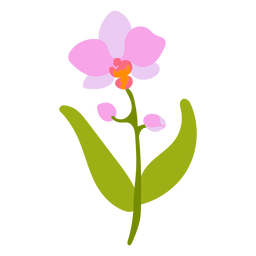 cor botânica natural - 9 Desenho PNG