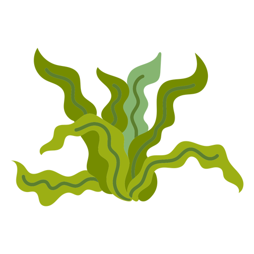 Algae flat