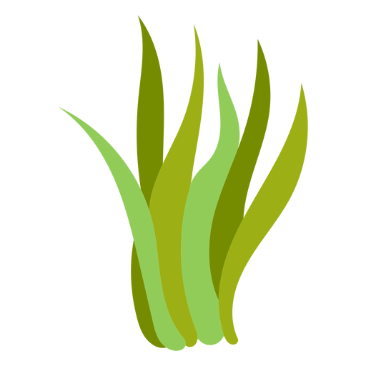 Seagrass flat
