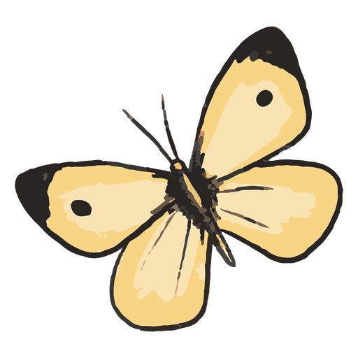 Mariposas Especies - 7 Diseño PNG