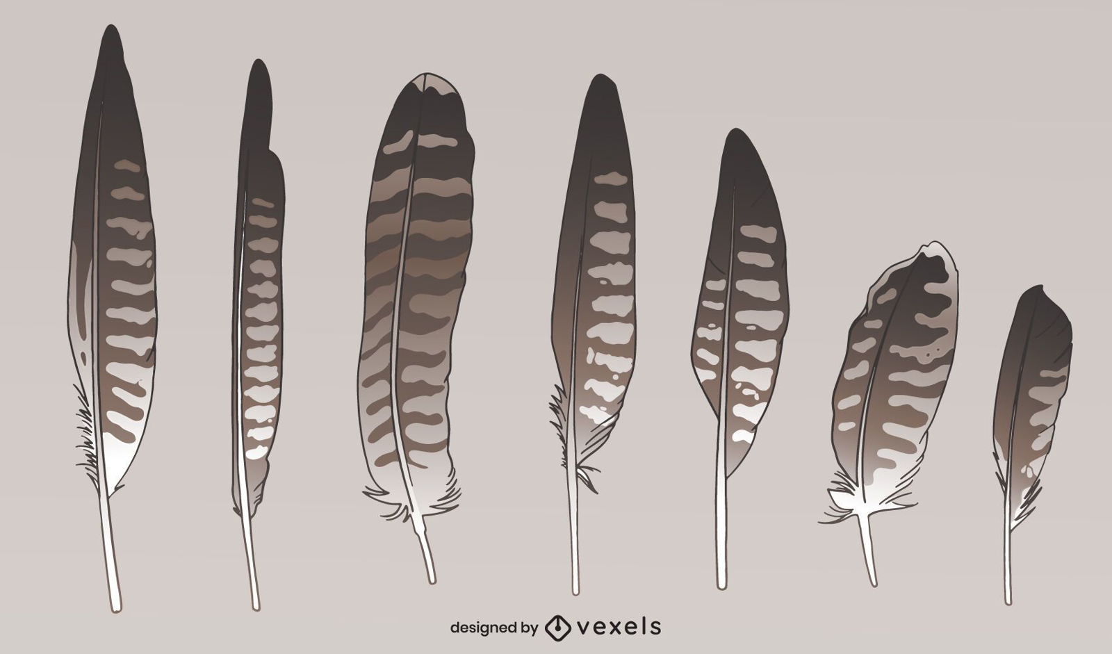 Conjunto de estilos de penas de pássaros selvagens de falcão