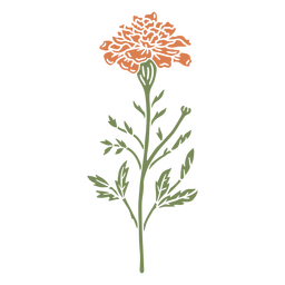 NaturalezaBotánicoVintageEtchPrint - 5 Diseño PNG