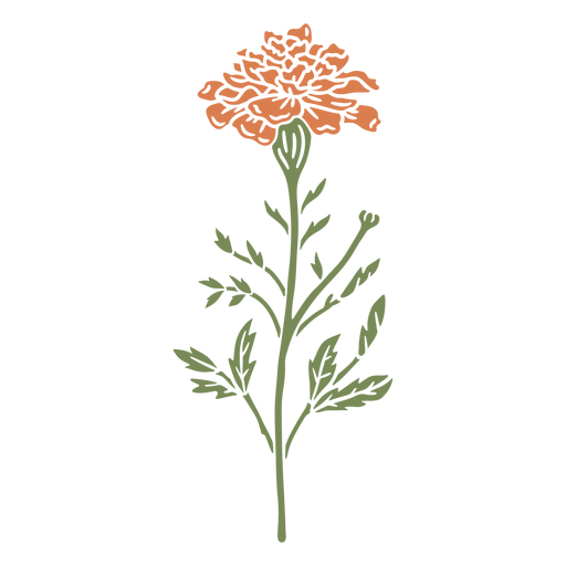 Marigold flower semi flat PNG Design