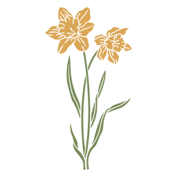 Daffodil flowers cut out Transparent PNG