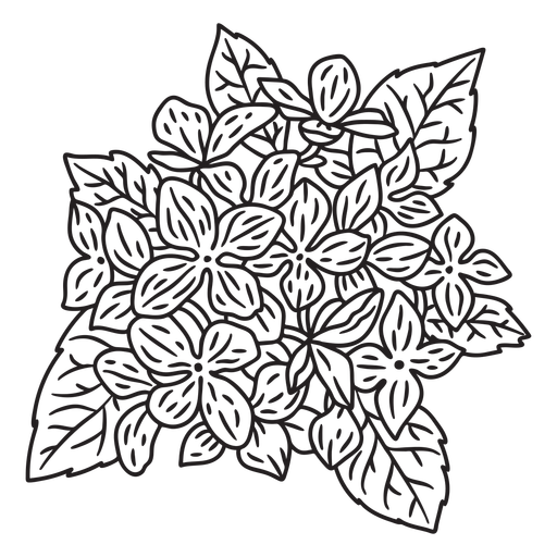 Hydrangea flowers stroke PNG Design
