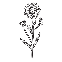 Dandelion flowers stroke