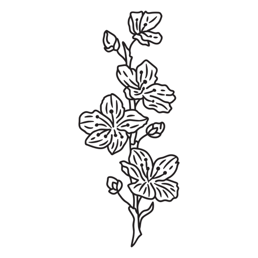 NatureBotanicalVintageEtchPrint - 26 Desenho PNG