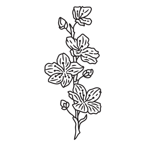 Phlox flowers stroke PNG Design