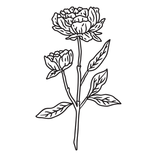 Marigold flowers stroke PNG Design