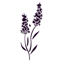 Lavender flowers cut out