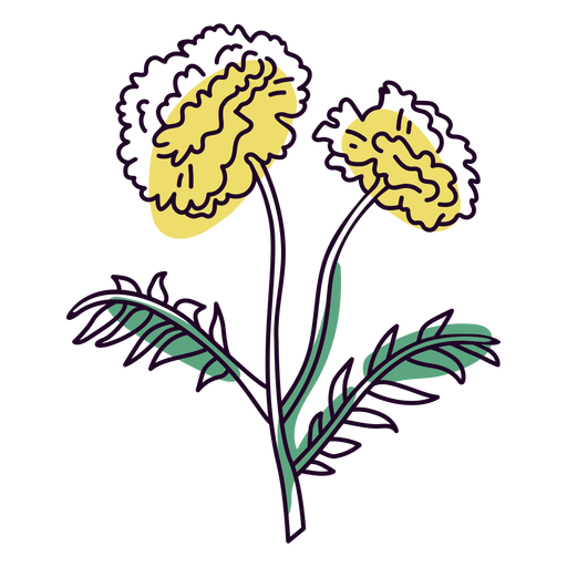 Crysanthemum flowers color stroke PNG Design