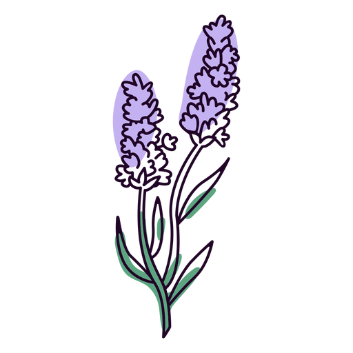 Lavender flowers color stroke PNG Design