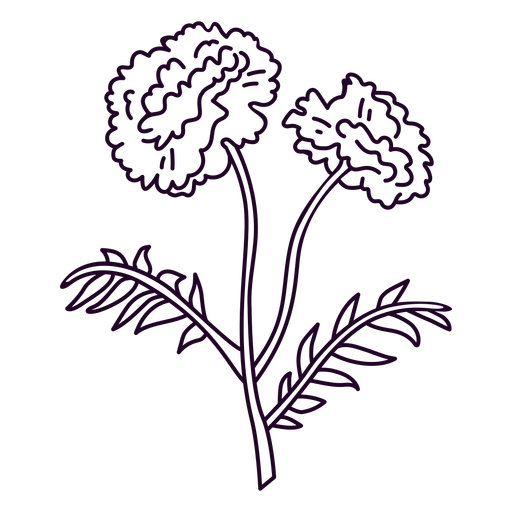 Carnation flowers stroke PNG Design