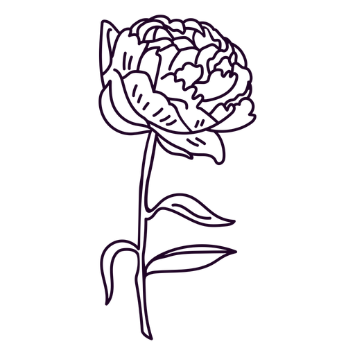 Anemone flower stroke PNG Design