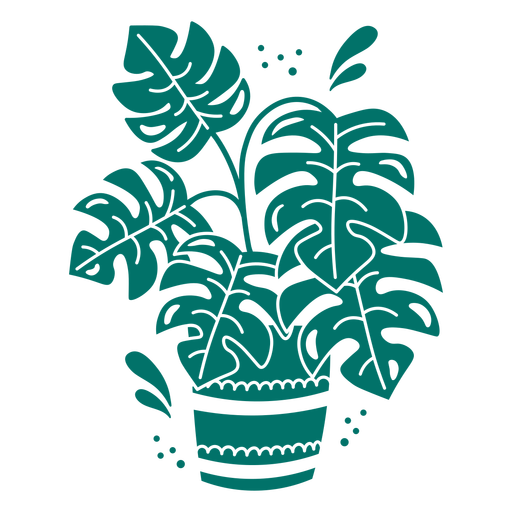 Monstera plant in a pot cut out