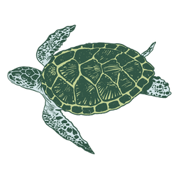 Sea turtle realistic