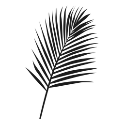 Big palm leaf nature
