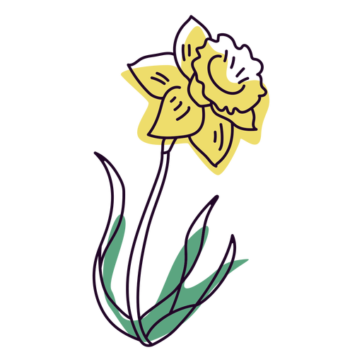 Yellow daffodil flower design color stroke
