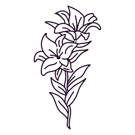 Lily flowers in a stem stroke PNG Design
