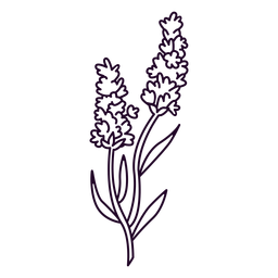 Lavender Flowers In A Stem Stroke PNG & SVG Design For T-Shirts