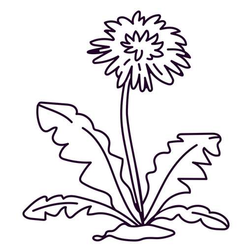 Flor de diente de león y trazo de hojas. Diseño PNG