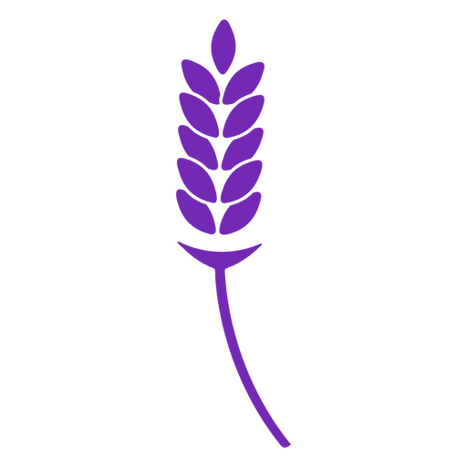 Lavender flower in a stem cut out