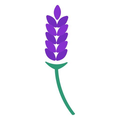 Lavender in a stem flower flat