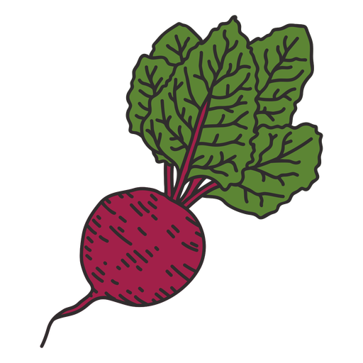 Beet root detailed color stroke