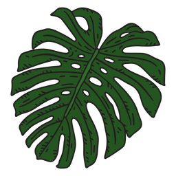 Monstera plant leaf color stroke