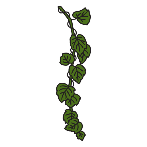 Ivy plant leaves color stroke PNG Design
