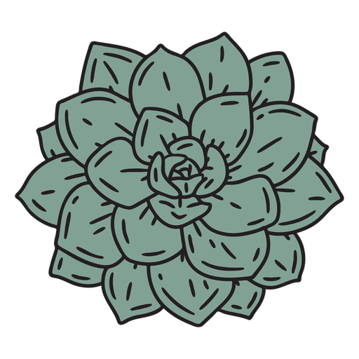 Succulent plant from top color stroke PNG Design